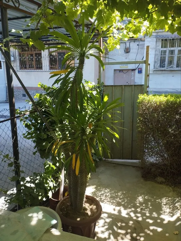Кактус пахиподиум 1 Кактус пахиподиум 1