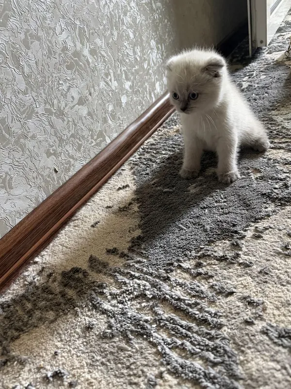 Маленький котят три штуки — фото 4