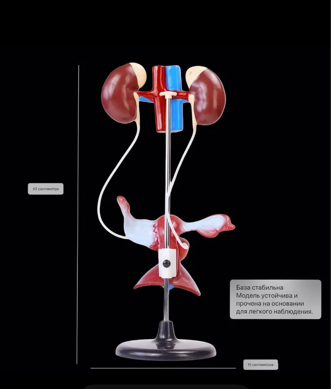 Анатомический муляж мужского полового органа,почки anatomik mulyaj — фото 6