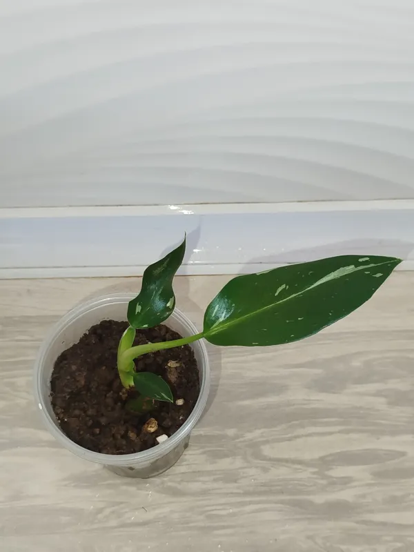 Feladendron Belaya prinsesa detkasi