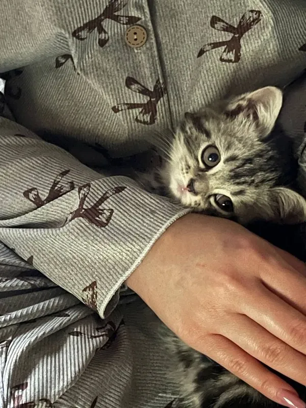 Кошка скотииш с гаранти — фото 1
