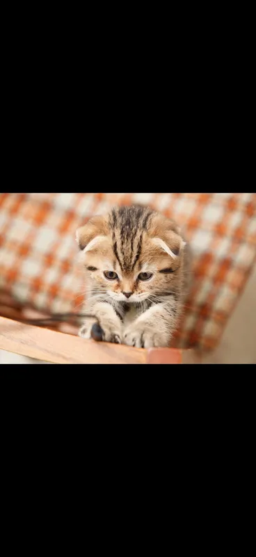 Scottish fold