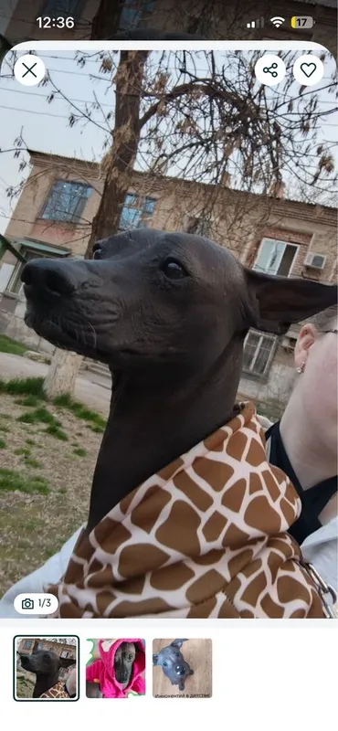 Инокентий ищет ламу сердца 1