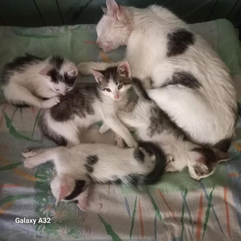 Кошка и котята отдам даром в хорошие руки
