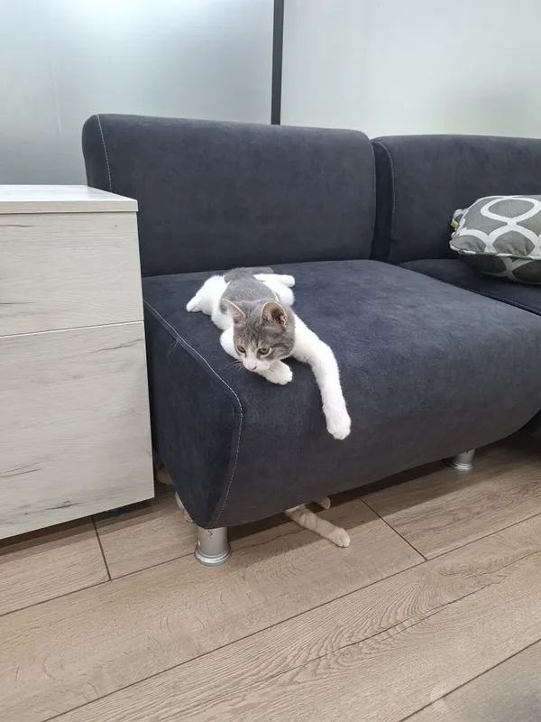 Котенок мальчик 2 месяца 6 Котенок мальчик 2 месяца 6