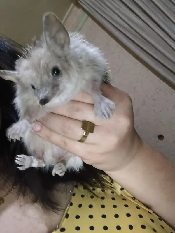 kirpi va mushukinam momiqvoy🤭 3 kirpi va mushukinam momiqvoy🤭 3