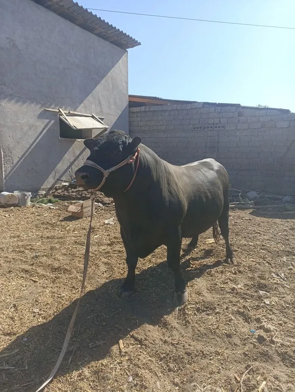 Angust buqa sotiladi 3 Angust buqa sotiladi 3
