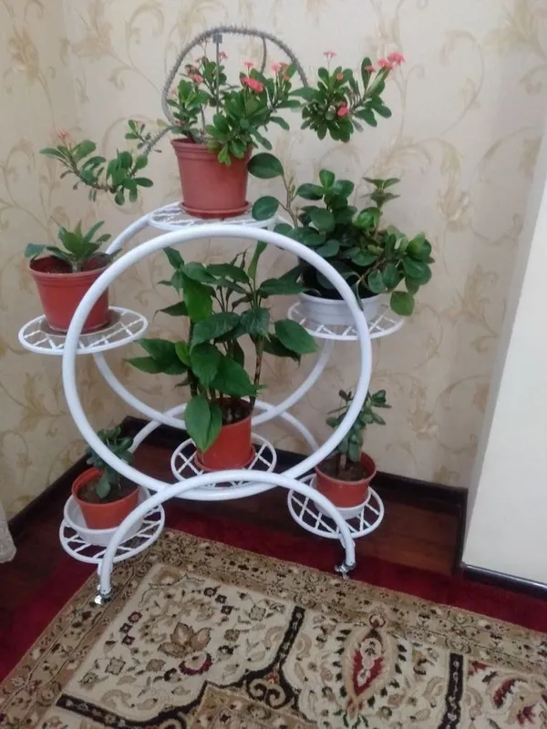 Сури ва качалелар — фото 6