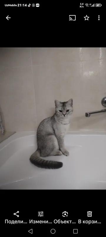 котята фолд(вислоухие) 3 котята фолд(вислоухие) 3