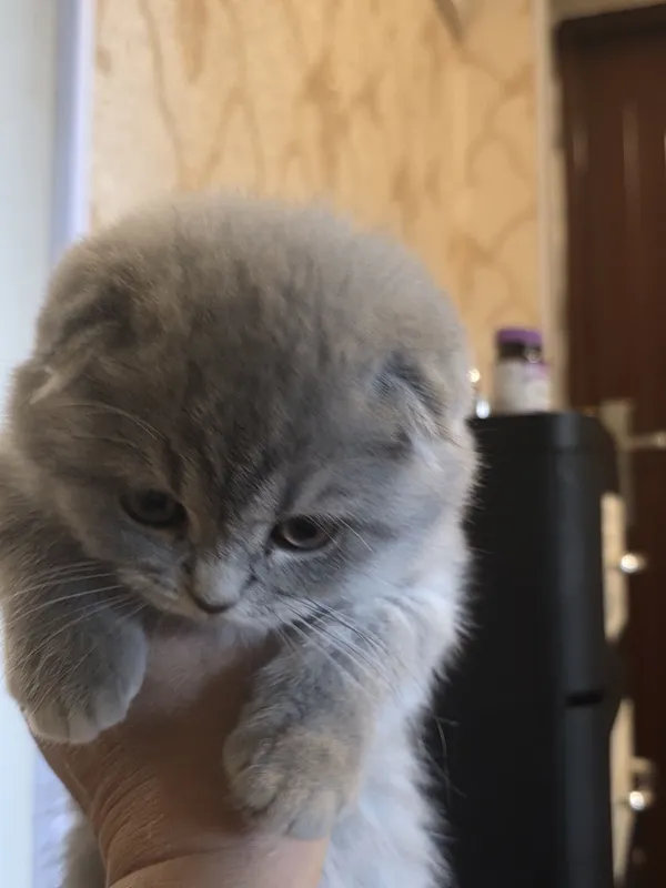 шотландская вислоухая кошка (скоттиш-фолд) с окрасом голубой (черно- с — фото 5 шотландская вислоухая кошка (скоттиш-фолд) с окрасом голубой (черно- с — фото 5