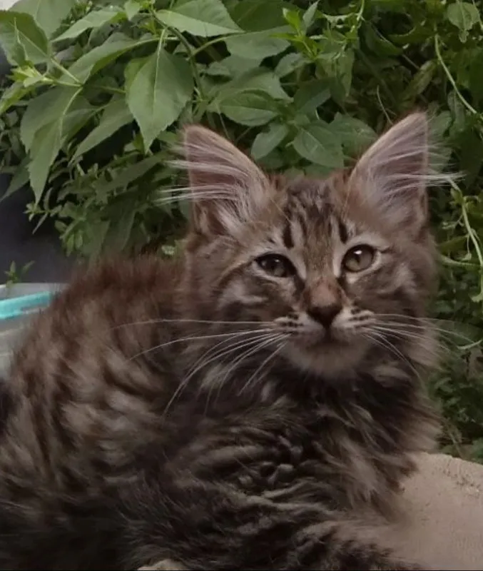 Котик мальчик пушистый