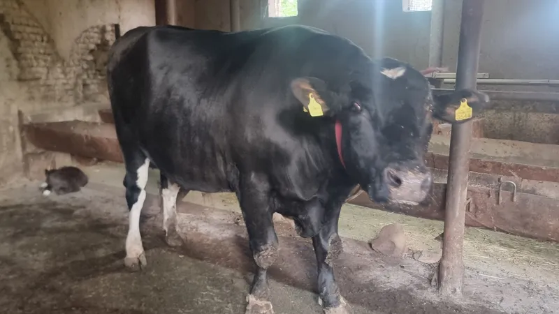 Qurbonlik uchun buqa vazni 900 kgdan 1000 kg gacha — фото 3 Qurbonlik uchun buqa vazni 900 kgdan 1000 kg gacha — фото 3