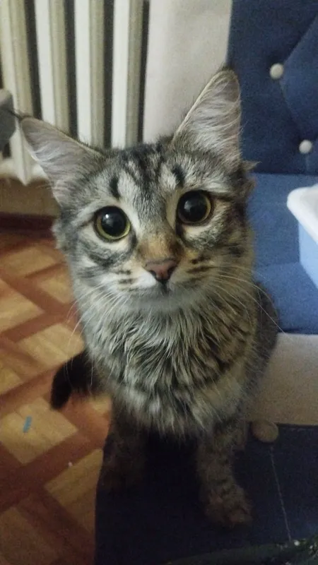 Кошка 2 Кошка 2