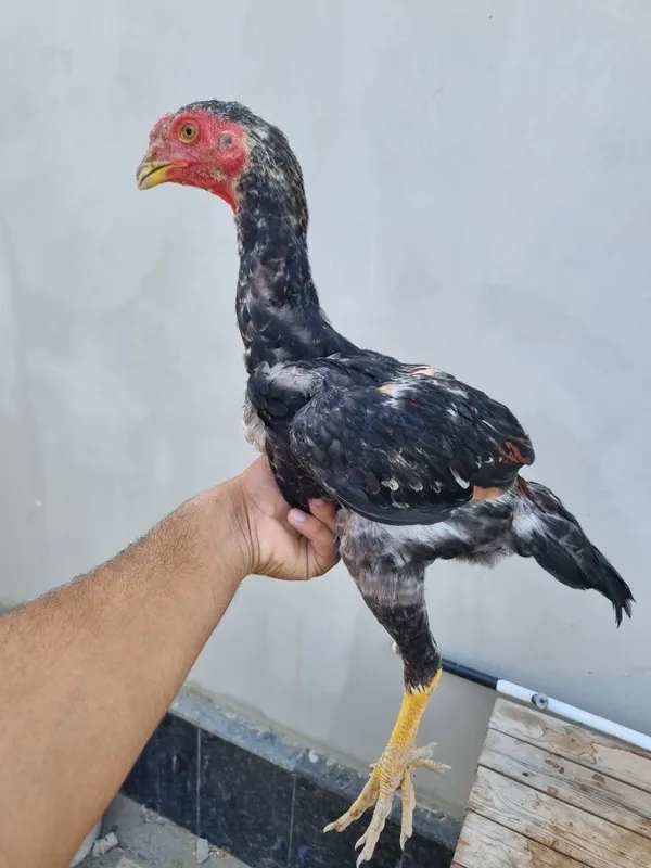 Dakan xoʻrozcha sotiladi 2