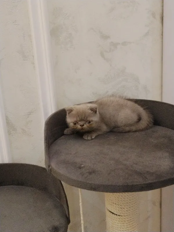 Котята домашние, британский и шотландская 6