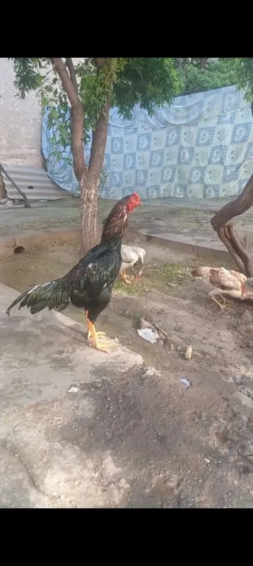 Dakanlar sotiladi narxi togri kelsa 2ta oyin 2ta galaba
