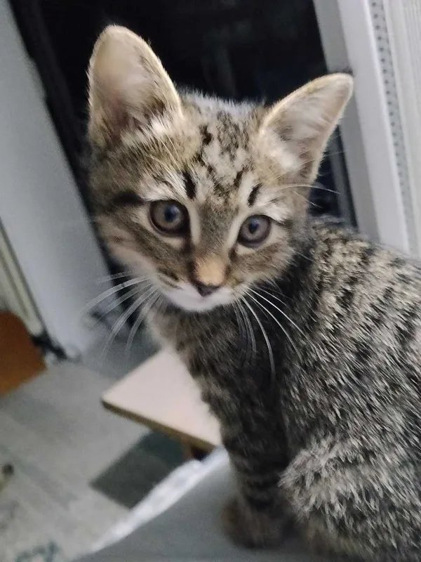 Котенок 2.5 месяца — фото 2
