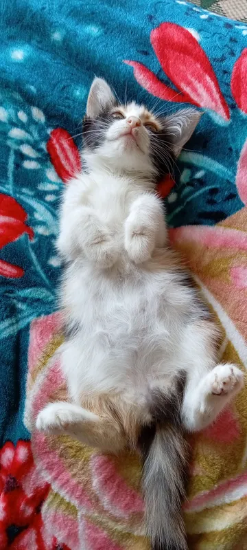кошка 4 кошка 4