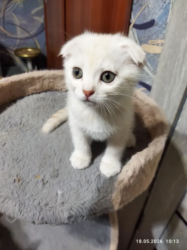 срочно продаются шотландские котята — фото 3