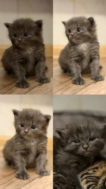Котенок-мальчик в добрые руки Котенок-мальчик в добрые руки