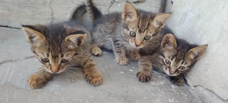 Bepul mushuklar bor ovqat yiydi 2 oylik Bepul mushuklar bor ovqat yiydi 2 oylik