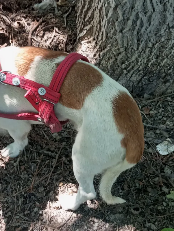 jack rassel teryer вязка qochirish erkak 3
