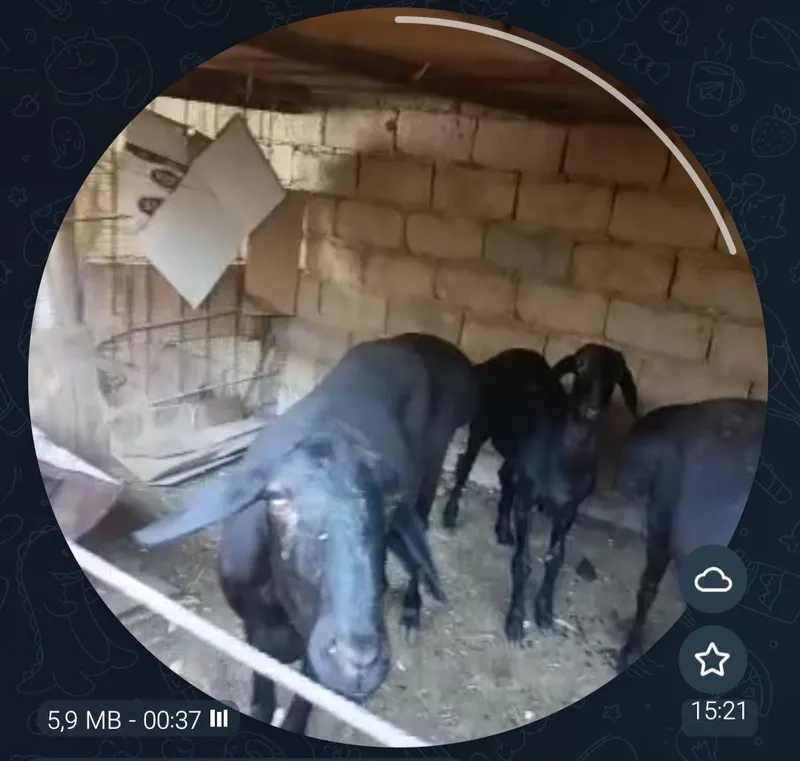 Ona bola qoʻylar sotuvda