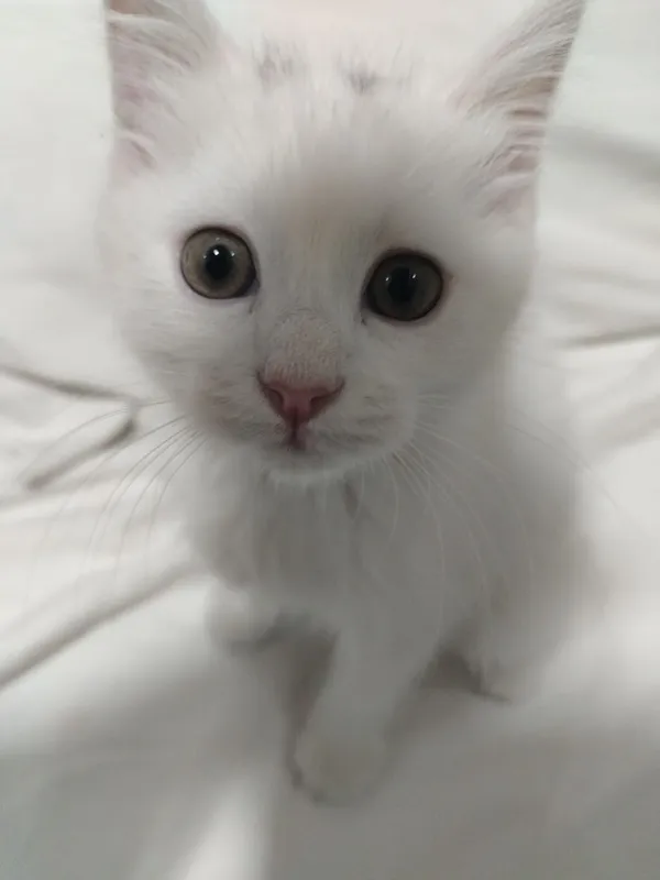 mushuk sotiladi zoti turkiy Angora — фото 1