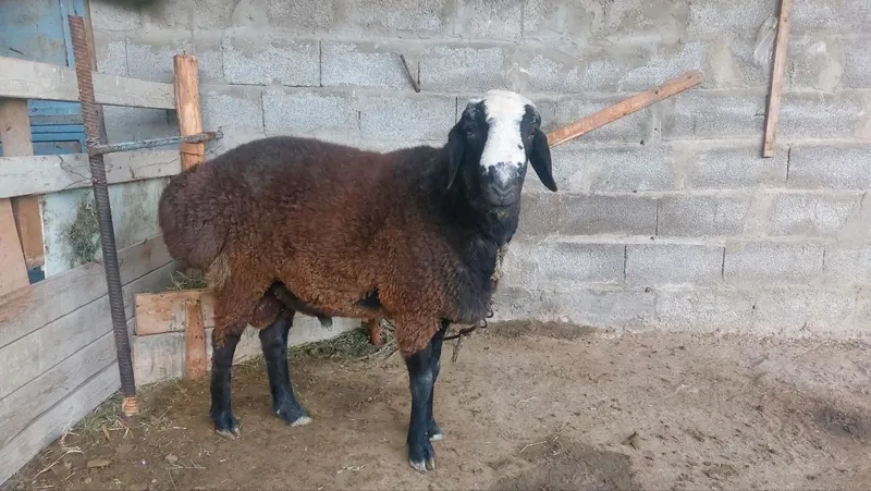 Qo'chqor sotiladi