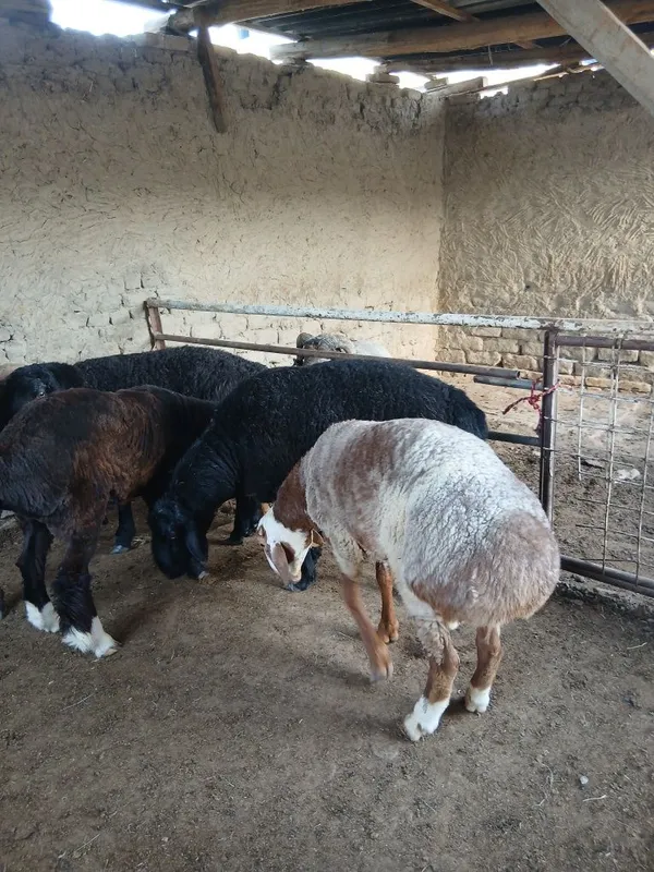 Qo'chqorlar sotiladi. Suyib ham beriladi. Navoiy