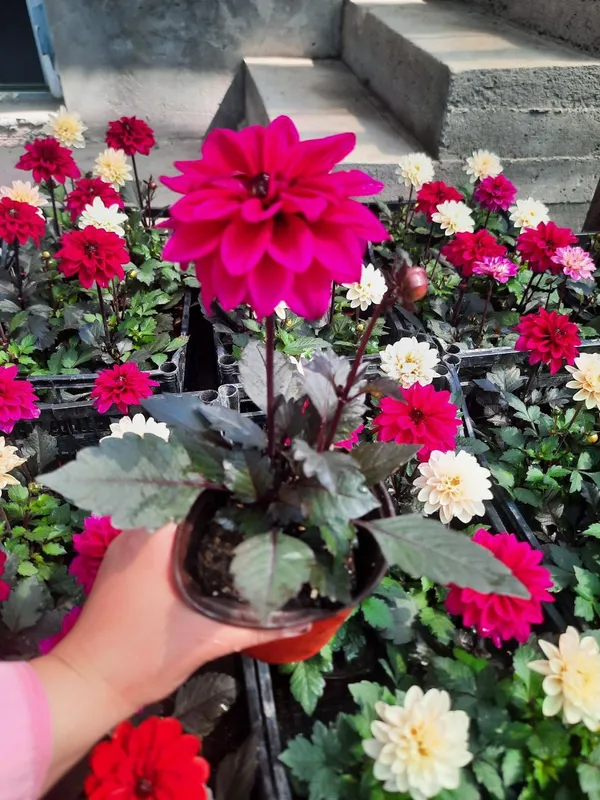 dahlia 3 dahlia 3