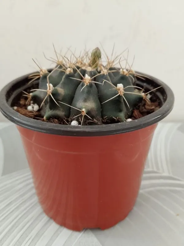 Кактус "Гимнокалициум" цветуший. — фото 1