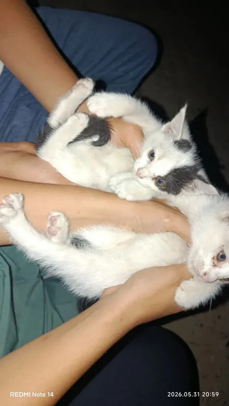 кошка кошка