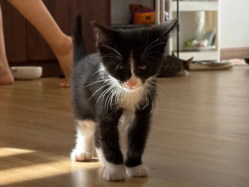 Ищем добрый дом для котят 1 Ищем добрый дом для котят 1