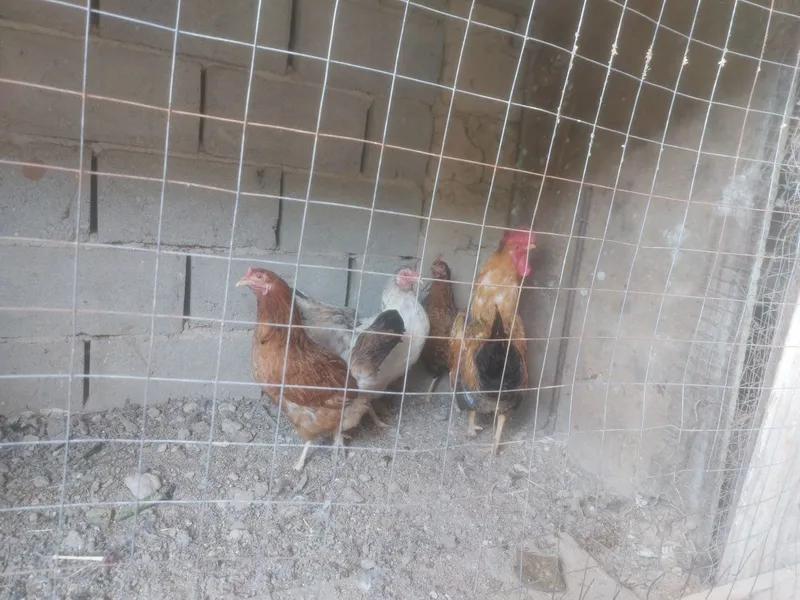 Tovuq xonagi sotiladi 2 Tovuq xonagi sotiladi 2