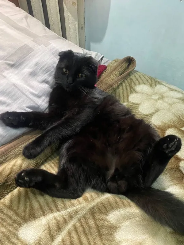 Qora Scottish Fold 1