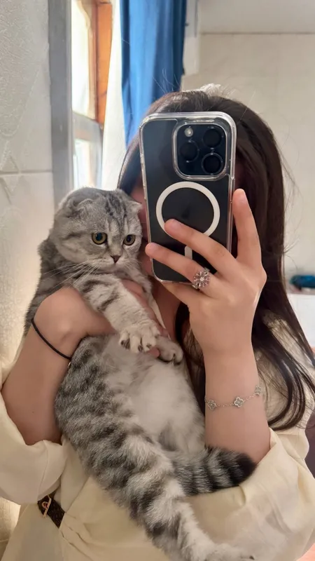 Британская кот продаю