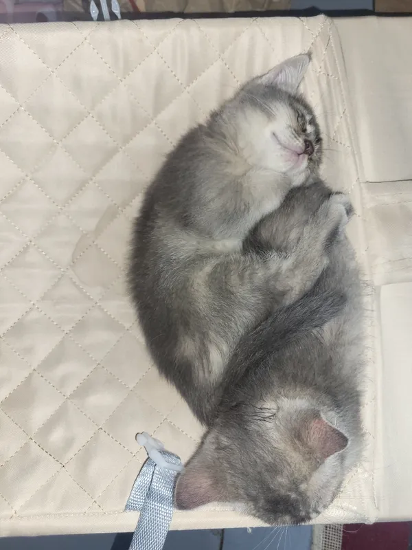 котята котята