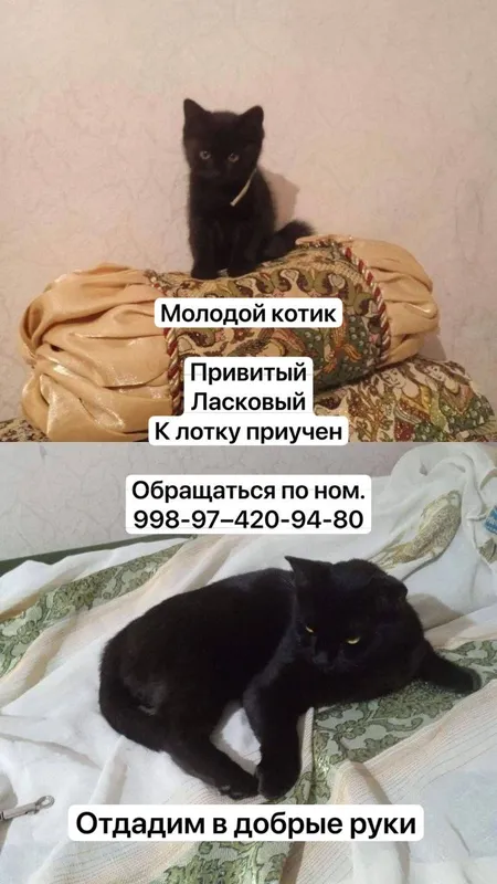 Кот, отдадим в добрые руки