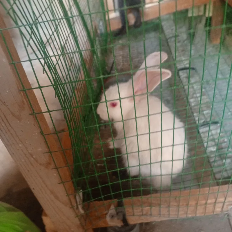 кролик срочно 1 кролик срочно 1