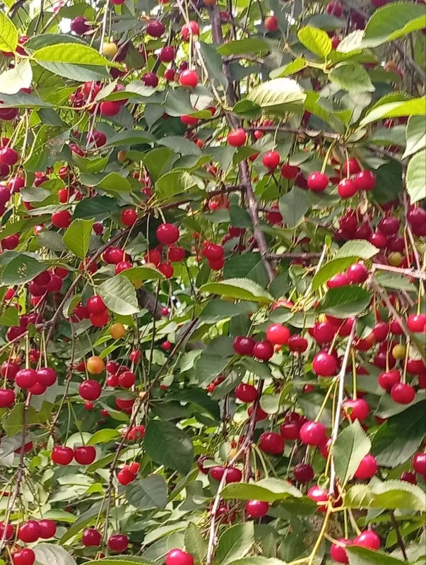 Продам дрова разные цена договорная