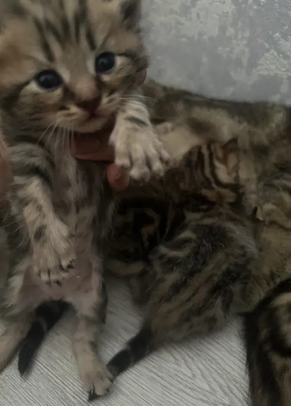 Zotdor mushukchalar sotiladi, Scottish Fold 3 Zotdor mushukchalar sotiladi, Scottish Fold 3
