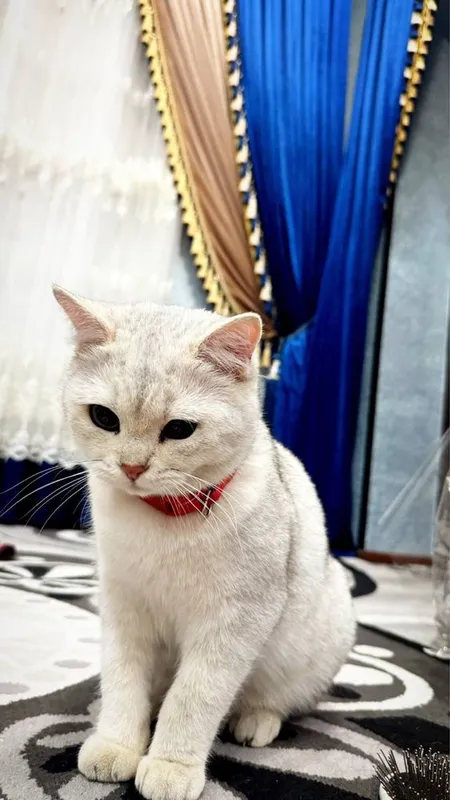 seribristiy toza qon shinshilla kozi yashil