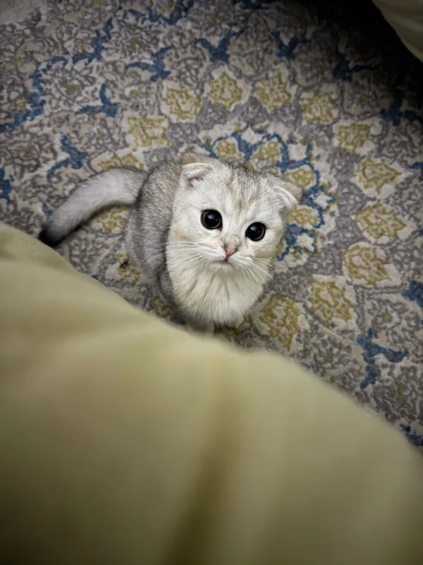 Шотландский скотиш фолд — фото 3