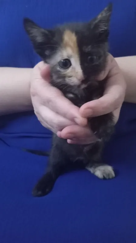 котята в добрые руки — фото 1
