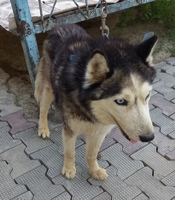 Xaski iti sotiladi