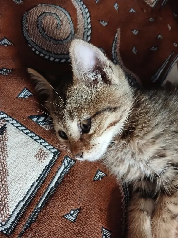 Mehrli qullar uchun mushukcha 1 Mehrli qullar uchun mushukcha 1