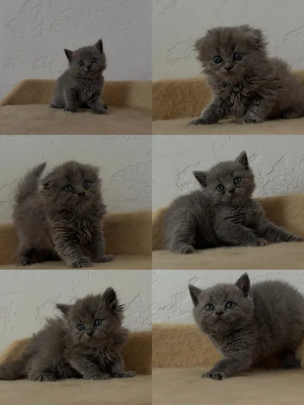 продаётся котята скотч-фолд и страйд