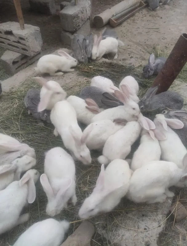 Quyon sotilatdi bolalari va kattasi 2 Quyon sotilatdi bolalari va kattasi 2