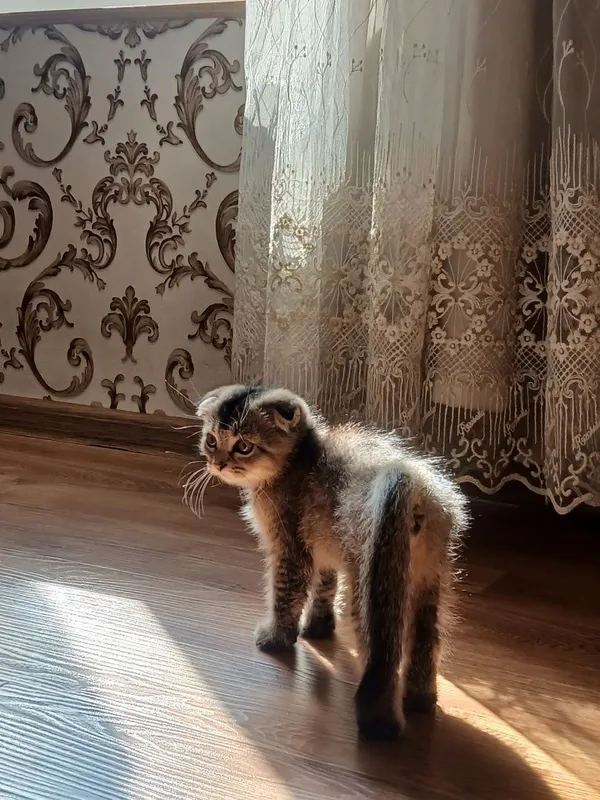 породистые котята 2,5 месяца.К лотку приучен — фото 2